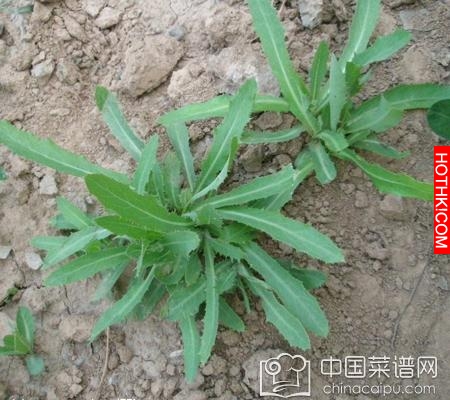 春天野菜「抗癌」排行榜，第一名竟然是它！看你知道幾個