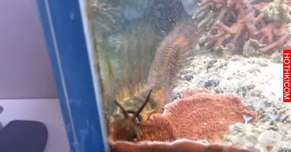 這男人超久沒清魚缸，裡頭的魚竟然在一夜之間消失，隔天才發現角落出現恐怖生物... ...