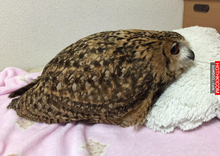 19個「養貓頭鷹的人」才能碰到的奇葩事件，牠們嚇到縮水的樣子會讓人看了立馬噴笑啊！ ...