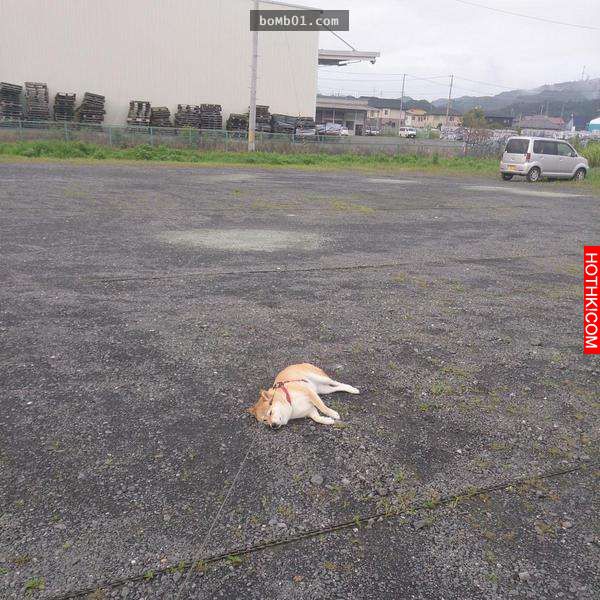 柴犬和主人逛街時一直躺在地上做「這件事」引起眾人圍觀！當大家得知他趴在地上的「驚 ...