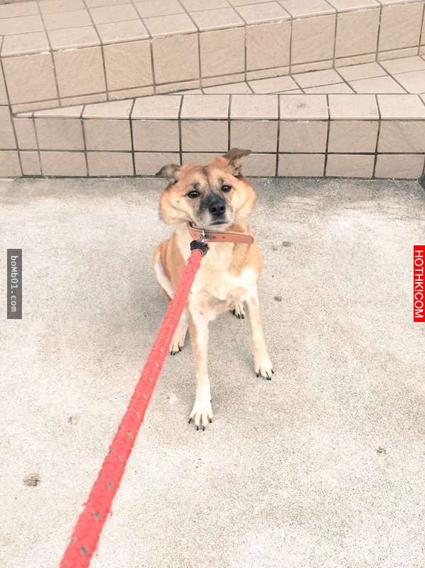 柴犬和主人逛街時一直躺在地上做「這件事」引起眾人圍觀！當大家得知他趴在地上的「驚 ...