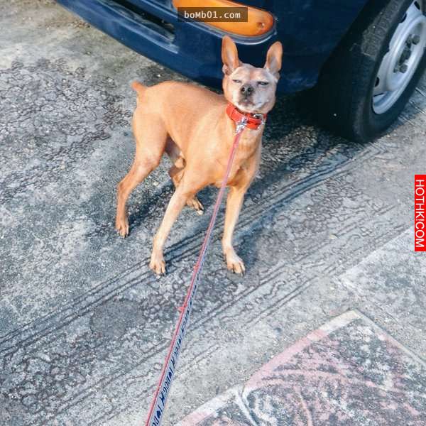 柴犬和主人逛街時一直躺在地上做「這件事」引起眾人圍觀！當大家得知他趴在地上的「驚 ...
