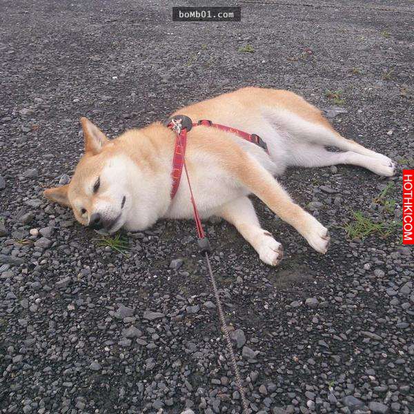 柴犬和主人逛街時一直躺在地上做「這件事」引起眾人圍觀！當大家得知他趴在地上的「驚 ...