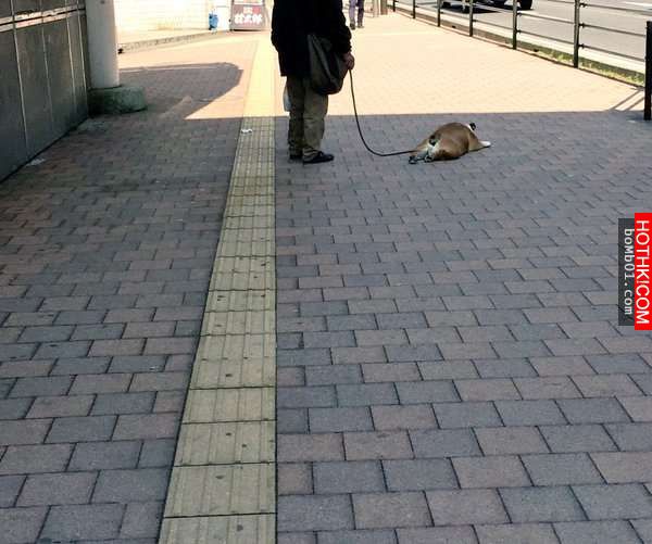 柴犬和主人逛街時一直躺在地上做「這件事」引起眾人圍觀！當大家得知他趴在地上的「驚 ...