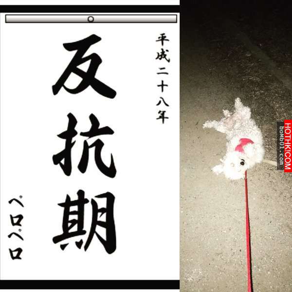 柴犬和主人逛街時一直躺在地上做「這件事」引起眾人圍觀！當大家得知他趴在地上的「驚 ...