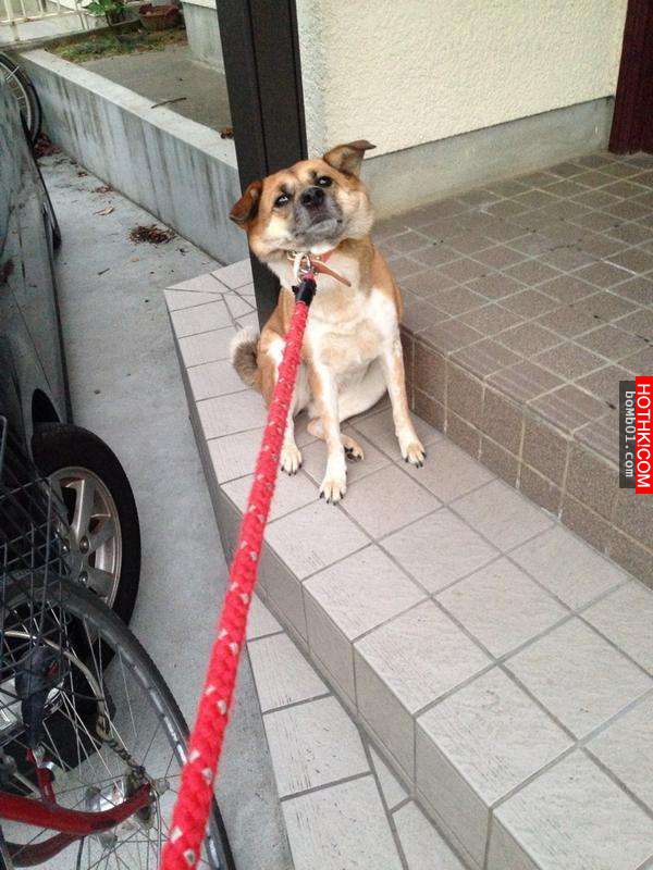 柴犬和主人逛街時一直躺在地上做「這件事」引起眾人圍觀！當大家得知他趴在地上的「驚 ...