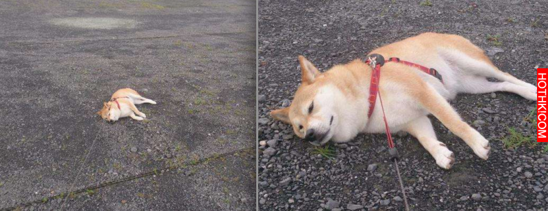 柴犬和主人逛街時一直躺在地上做「這件事」引起眾人圍觀！當大家得知他趴在地上的「驚 ...