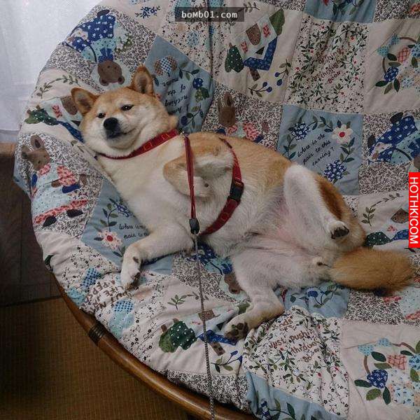 柴犬和主人逛街時一直躺在地上做「這件事」引起眾人圍觀！當大家得知他趴在地上的「驚 ...