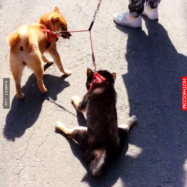 柴犬和主人逛街時一直躺在地上做「這件事」引起眾人圍觀！當大家得知他趴在地上的「驚 ...