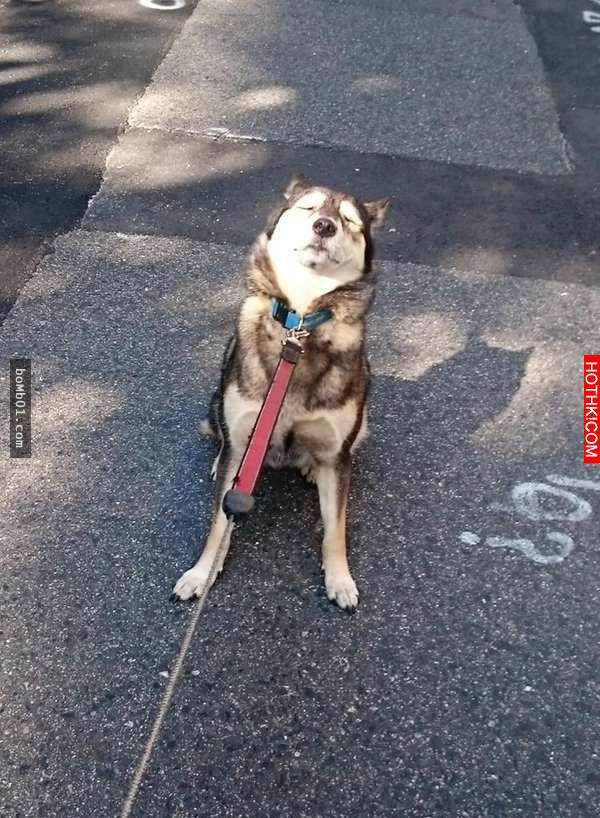 柴犬和主人逛街時一直躺在地上做「這件事」引起眾人圍觀！當大家得知他趴在地上的「驚 ...