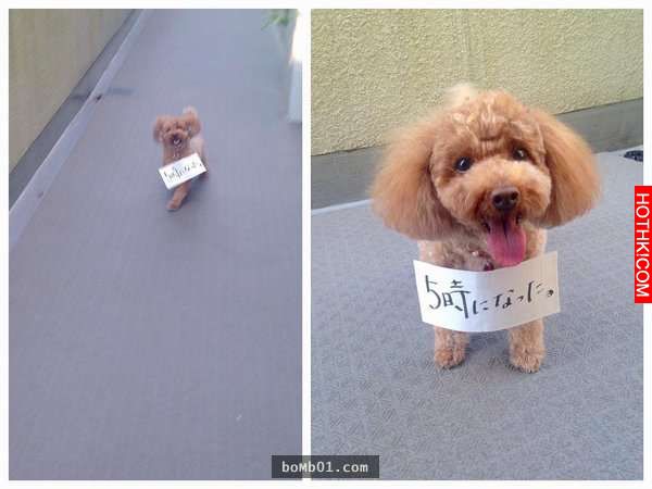 柴犬和主人逛街時一直躺在地上做「這件事」引起眾人圍觀！當大家得知他趴在地上的「驚 ...