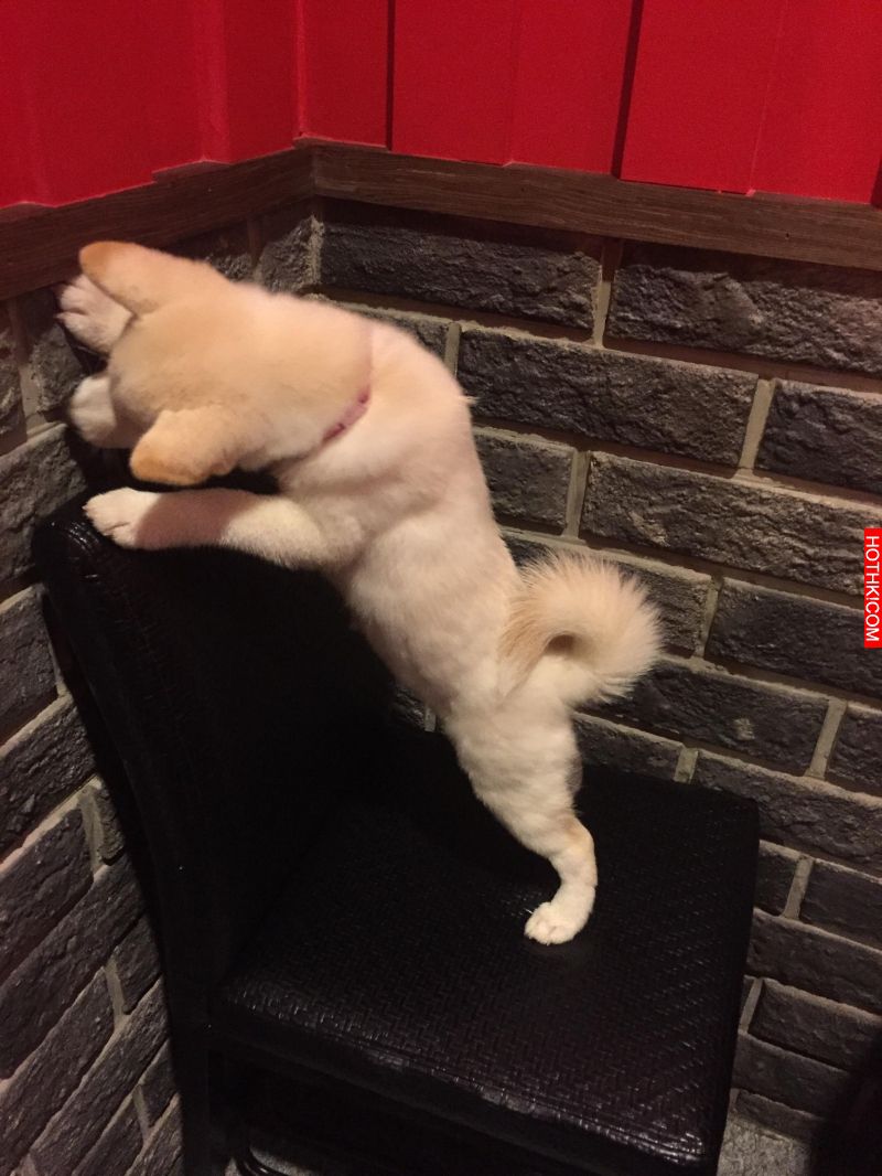爸爸就是愛嘴硬，明明愛寵物愛的要死，還要假裝自己不喜歡　XD ...