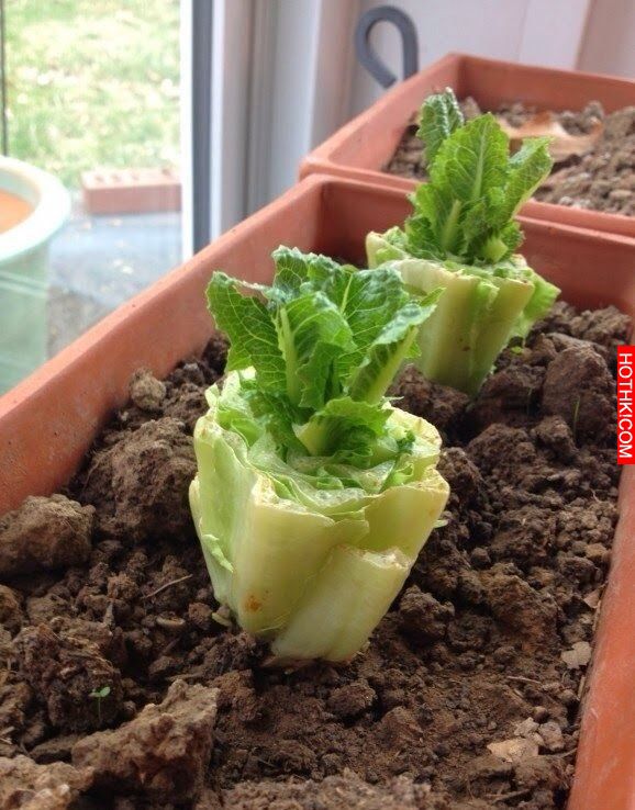 8種「只需買一次就可以一直吃到永遠」的蔬菜！