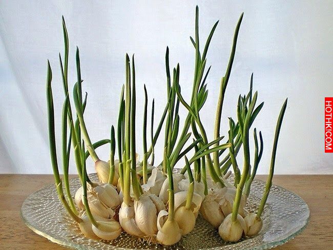 8種「只需買一次就可以一直吃到永遠」的蔬菜！