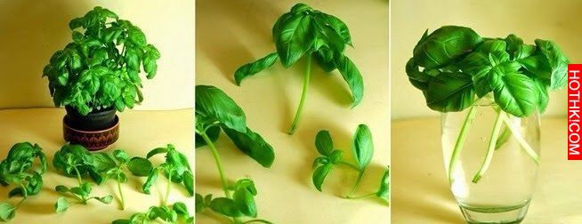 8種「只需買一次就可以一直吃到永遠」的蔬菜！
