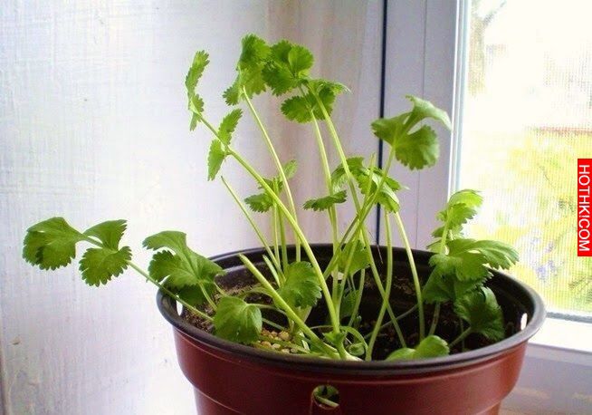 8種「只需買一次就可以一直吃到永遠」的蔬菜！