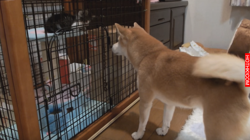 這隻柴犬不斷盯著新來的小貓看,結果下一秒牠「打招呼」的方式讓所有人笑到翻過去!這 ... 這隻柴犬不斷盯著新來的小貓看,結果下一秒牠「打招呼」的方式讓所有人笑到翻過去!這 ...