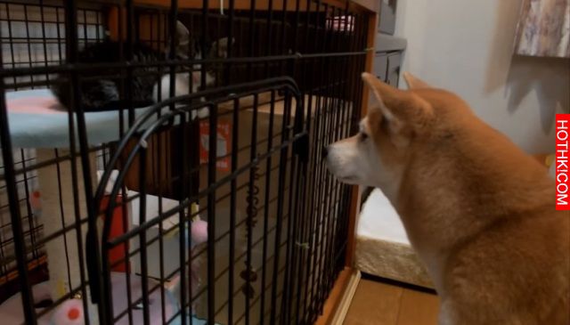 這隻柴犬不斷盯著新來的小貓看，結果下一秒牠「打招呼」的方式讓所有人笑到翻過去！這 ...