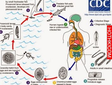進去爭鮮以後「這一盤」千萬不能吃！超過90%的人會先拿阿...真是太可怕了！ ...
