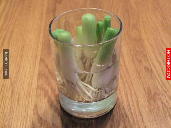 不要再花冤枉錢了！這8種「只需買一次就可以一直吃到永遠」的蔬菜，放在這裡就會自然 ...