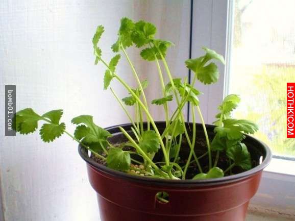 不要再花冤枉錢了！這8種「只需買一次就可以一直吃到永遠」的蔬菜，放在這裡就會自然 ...