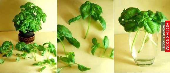 不要再花冤枉錢了！這8種「只需買一次就可以一直吃到永遠」的蔬菜，放在這裡就會自然 ...