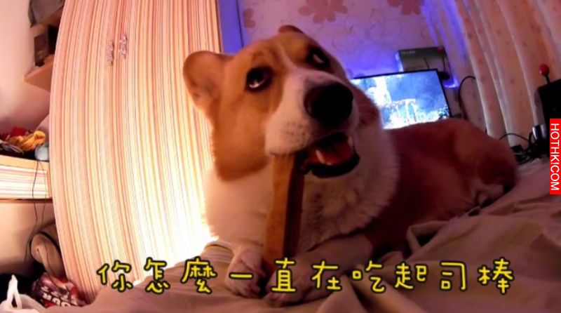 主人對正在吃起司棒的柯基犬說: 「起司棒嚕甲嚕胖」，柯基瞬間傻眼....呆萌反應太好笑 ...