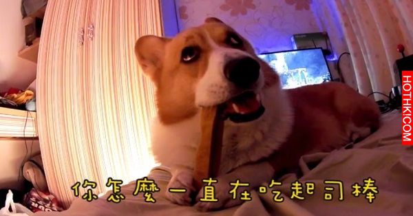 主人對正在吃起司棒的柯基犬說: 「起司棒嚕甲嚕胖」，柯基瞬間傻眼....呆萌反應太好笑 ...