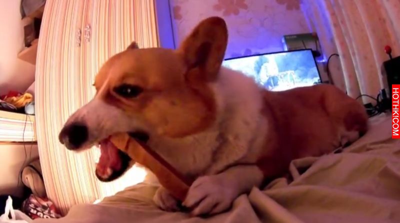 主人對正在吃起司棒的柯基犬說: 「起司棒嚕甲嚕胖」，柯基瞬間傻眼....呆萌反應太好笑 ...