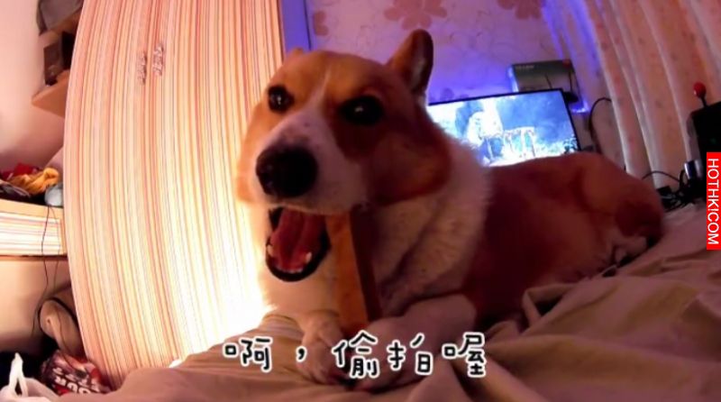 主人對正在吃起司棒的柯基犬說: 「起司棒嚕甲嚕胖」，柯基瞬間傻眼....呆萌反應太好笑 ...