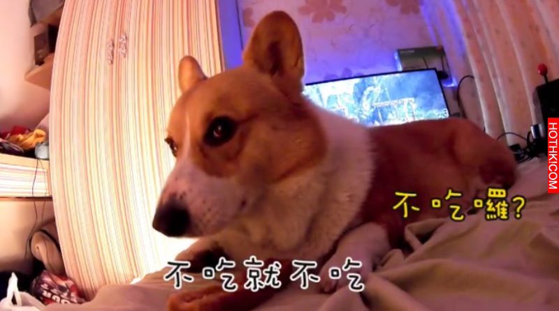 主人對正在吃起司棒的柯基犬說: 「起司棒嚕甲嚕胖」，柯基瞬間傻眼....呆萌反應太好笑 ...