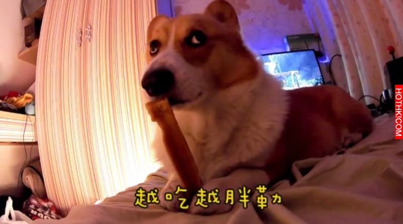 主人對正在吃起司棒的柯基犬說: 「起司棒嚕甲嚕胖」，柯基瞬間傻眼....呆萌反應太好笑 ...