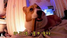 主人對正在吃起司棒的柯基犬說: 「起司棒嚕甲嚕胖」，柯基瞬間傻眼....呆萌反應太好笑 ...