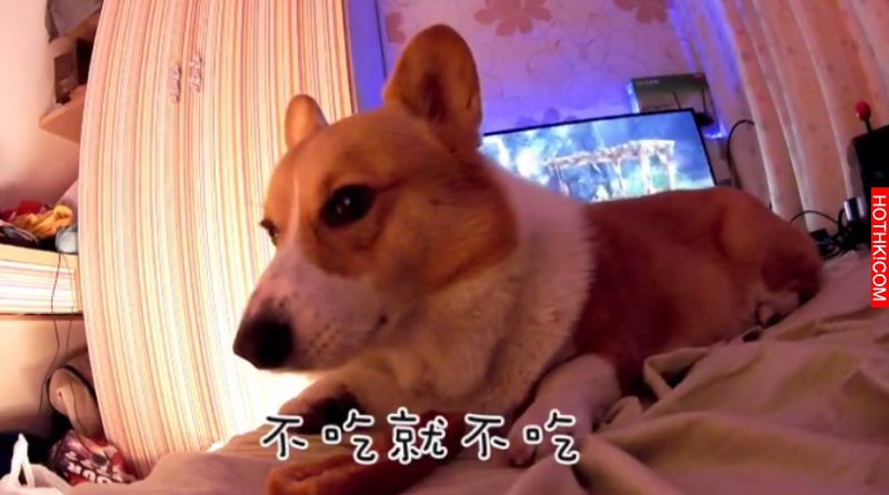 主人對正在吃起司棒的柯基犬說: 「起司棒嚕甲嚕胖」，柯基瞬間傻眼....呆萌反應太好笑 ...