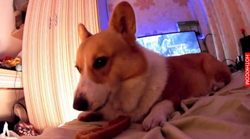 主人對正在吃起司棒的柯基犬說: 「起司棒嚕甲嚕胖」，柯基瞬間傻眼....呆萌反應太好笑 ...